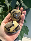 Septarie palmsteen