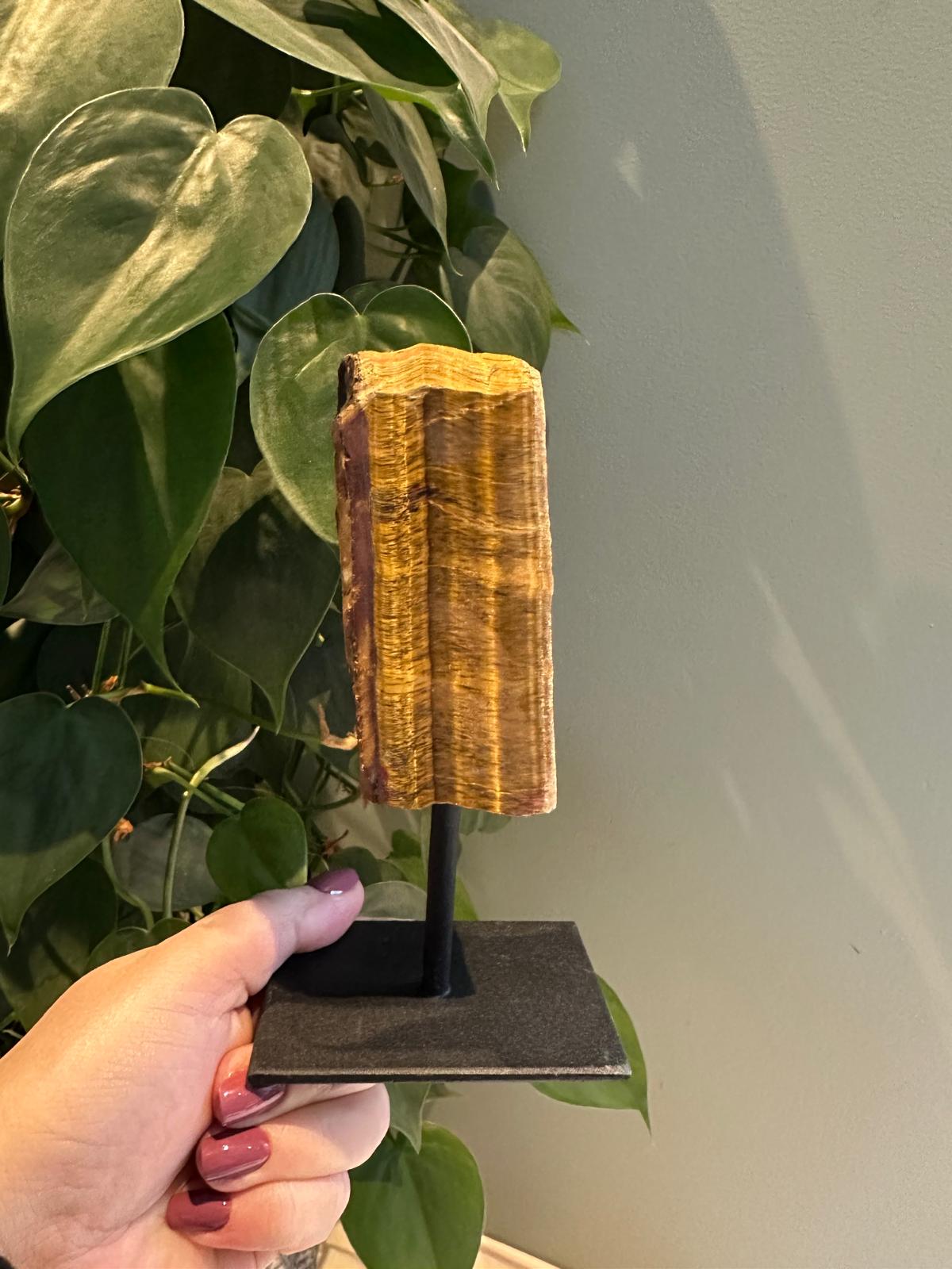 Tijgeroog op Standaard #9