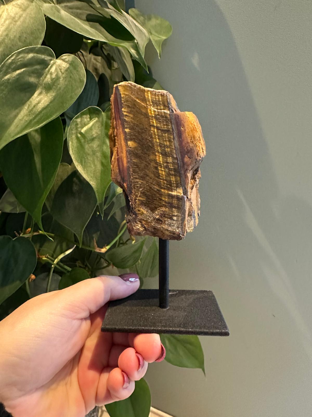 Tijgeroog op standaard #10