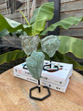 Fuchsiet op Standaard