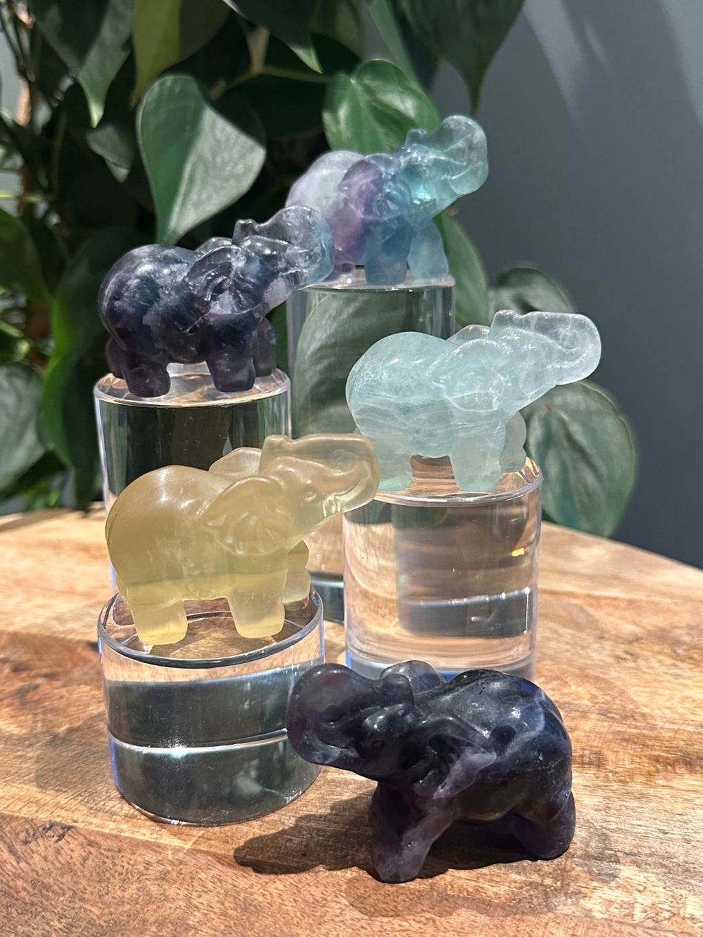 Fluoriet Olifantjes (geluks)