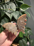 Schitterende Vlinders